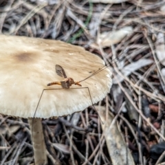 Leptotarsus (Macromastix) costalis at Hackett, ACT - 19 Dec 2021