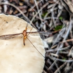 Leptotarsus (Macromastix) costalis at Hackett, ACT - 19 Dec 2021