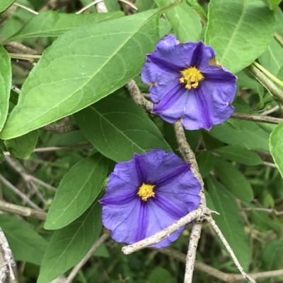 Lycianthes rantonnetii (Blue Potatobush, Paraguyan Nightshade) at Ventnor, VIC - 14 Dec 2021 by Tapirlord