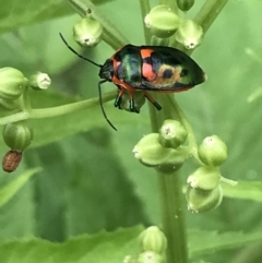 Unidentified True bug (Hemiptera, Heteroptera) at Ventnor, VIC - 14 Dec 2021 by Tapirlord