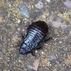 Panesthia australis (Common wood cockroach) at Kambah, ACT - 19 Dec 2021 by GirtsO