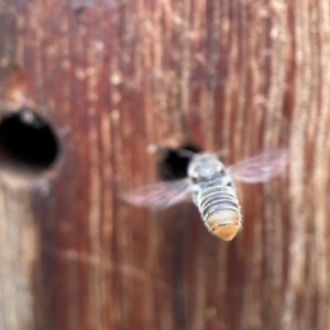 Megachile sp. (several subgenera) at Yarralumla, ACT - 18 Dec 2021