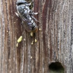 Megachile sp. (several subgenera) at Yarralumla, ACT - 18 Dec 2021