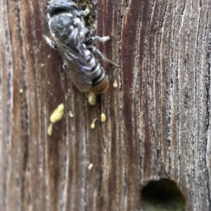 Megachile sp. (several subgenera) at Yarralumla, ACT - 18 Dec 2021