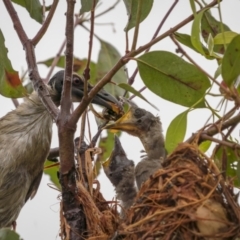 Philemon corniculatus (Noisy Friarbird) at Holt, ACT - 19 Dec 2021 by trevsci