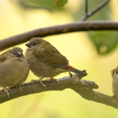 Neochmia temporalis (Red-browed Finch) at Coree, ACT - 19 Dec 2021 by trevsci