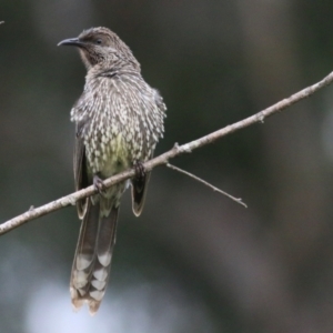 Anthochaera chrysoptera at Nethercote, NSW - 19 Dec 2021