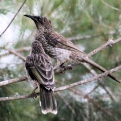 Anthochaera chrysoptera at Nethercote, NSW - 19 Dec 2021