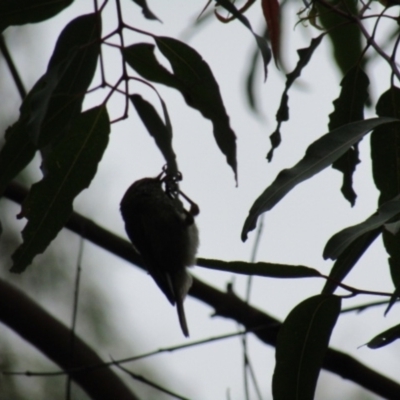 Acanthiza lineata (Striated Thornbill) at Acton, ACT - 16 Dec 2021 by Birdy