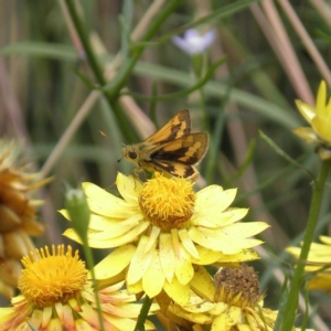 Ocybadistes walkeri at Kambah, ACT - 18 Dec 2021 02:40 PM