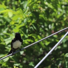 Rhipidura leucophrys (Willie Wagtail) at Kaleen, ACT - 17 Dec 2021 by Tammy