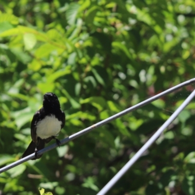 Rhipidura leucophrys (Willie Wagtail) at Kaleen, ACT - 17 Dec 2021 by Tammy