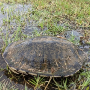 Chelodina longicollis at Kambah, ACT - 19 Dec 2021 12:42 PM