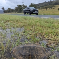 Chelodina longicollis at Kambah, ACT - 19 Dec 2021 12:42 PM