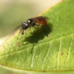 Homalictus (Homalictus) punctatus (A halictid bee) at Broulee, NSW - 30 Oct 2020 by PeterA