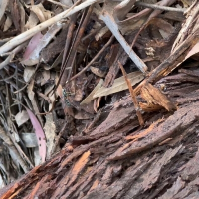 Ichneumonidae (family) (Unidentified ichneumon wasp) at Murrumbateman, NSW - 7 Dec 2021 by SimoneC