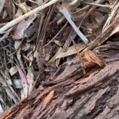 Ichneumonidae (family) (Unidentified ichneumon wasp) at Murrumbateman, NSW - 7 Dec 2021 by SimoneC