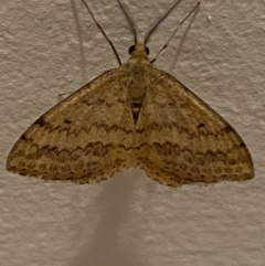 Scopula rubraria (Reddish Wave, Plantain Moth) at Jerrabomberra, NSW - 19 Dec 2021 by SteveBorkowskis