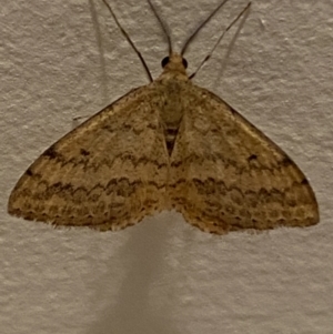 Scopula rubraria at Jerrabomberra, NSW - 19 Dec 2021