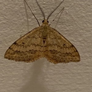 Scopula rubraria at Jerrabomberra, NSW - 19 Dec 2021