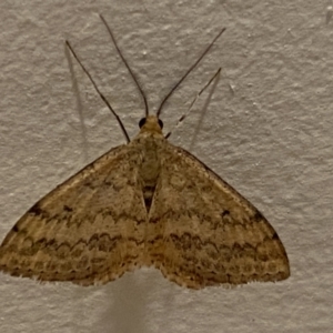 Scopula rubraria at Jerrabomberra, NSW - 19 Dec 2021