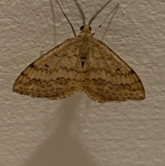 Scopula rubraria at Jerrabomberra, NSW - 19 Dec 2021