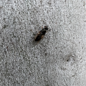 Stratiomyidae (family) at Murrumbateman, NSW - 7 Dec 2021