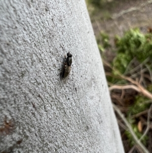 Stratiomyidae (family) at Murrumbateman, NSW - 7 Dec 2021 04:42 PM