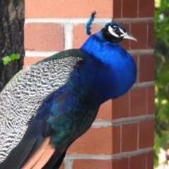 Pavo cristatus (Indian Peafowl) at Narrabundah, ACT - 19 Dec 2021 by RodDeb