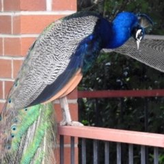 Pavo cristatus at Narrabundah, ACT - 19 Dec 2021 11:40 AM