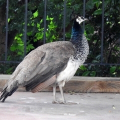 Pavo cristatus at Narrabundah, ACT - 19 Dec 2021 11:40 AM