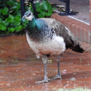 Pavo cristatus at Narrabundah, ACT - 19 Dec 2021