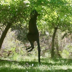 Notamacropus rufogriseus (Red-necked Wallaby) at QPRC LGA - 30 Nov 2021 by LisaH