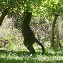 Notamacropus rufogriseus at Mongarlowe, NSW - suppressed