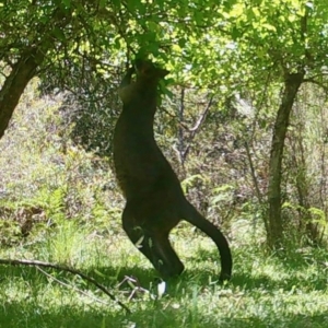 Notamacropus rufogriseus at Mongarlowe, NSW - suppressed