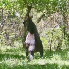 Notamacropus rufogriseus at Mongarlowe, NSW - suppressed