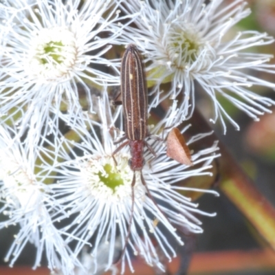 Syllitus sp. (genus) (Syllitus longhorn beetle) at Mount Jerrabomberra - 15 Dec 2021 by Harrisi