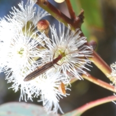 Syllitus sp. (genus) at Karabar, NSW - 15 Dec 2021