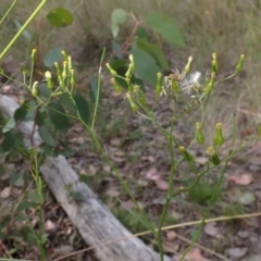 Senecio quadridentatus (Cotton Fireweed) at Cook, ACT - 18 Dec 2021 by drakes