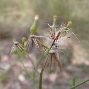 Senecio quadridentatus at Cook, ACT - 18 Dec 2021