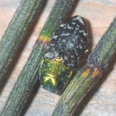 Diphucrania cupripennis (A Jewel Beetle) at Tuggeranong Hill - 18 Dec 2021 by Harrisi