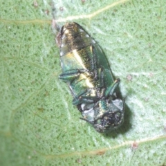 Diphucrania cupripennis at Theodore, ACT - 18 Dec 2021