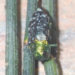 Diphucrania cupripennis at Theodore, ACT - 18 Dec 2021