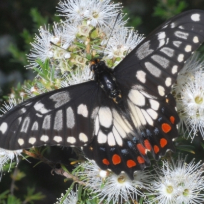 Papilio anactus (Dainty Swallowtail) at Mount Jerrabomberra - 17 Dec 2021 by Harrisi