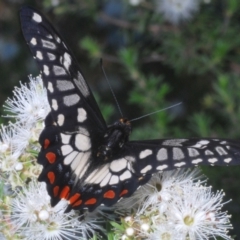 Papilio anactus at Karabar, NSW - 17 Dec 2021 05:27 PM