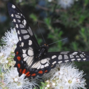 Papilio anactus at Karabar, NSW - 17 Dec 2021