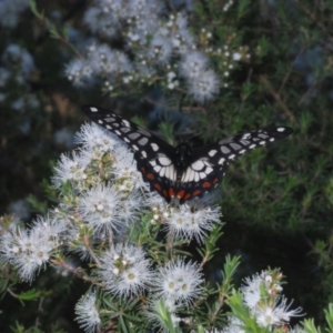 Papilio anactus at Karabar, NSW - 17 Dec 2021 05:27 PM