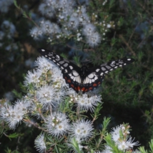 Papilio anactus at Karabar, NSW - 17 Dec 2021