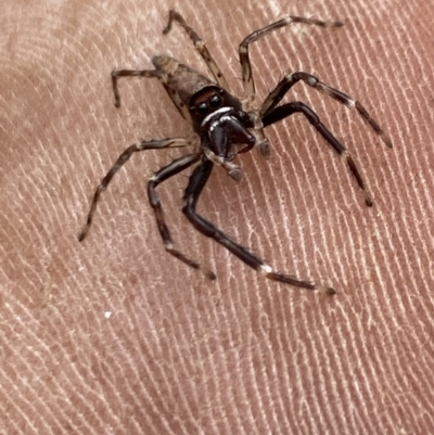 Helpis minitabunda (Threatening jumping spider) at Aranda, ACT - 15 Dec 2021 by Jubeyjubes