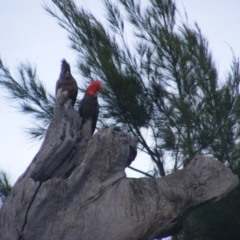 Callocephalon fimbriatum (Gang-gang Cockatoo) at Garran, ACT - 20 Dec 2021 by MichaelMulvaney